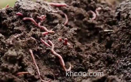 蚯蚓养殖_0