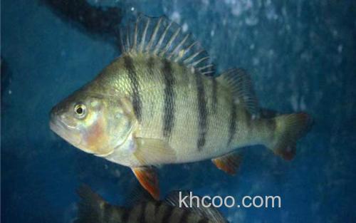 河鲈_2