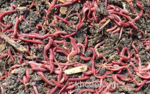 蚯蚓养殖_3