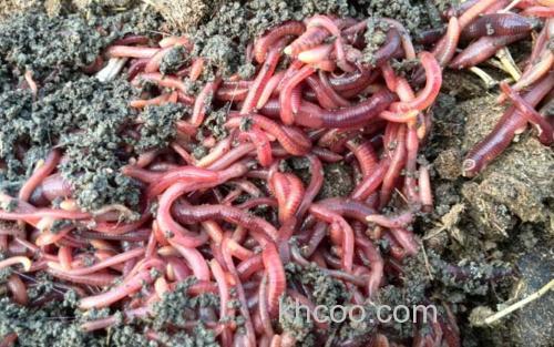 蚯蚓养殖_0