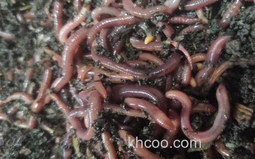 蚯蚓_5