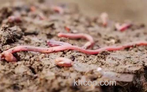 蚯蚓_0
