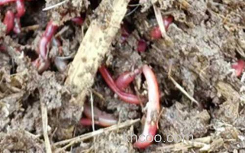 蚯蚓_4