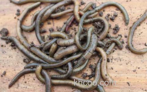 蚯蚓_2
