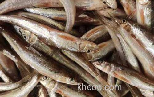 鲱鱼_2