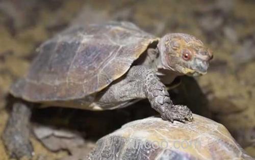 锯缘龟_1