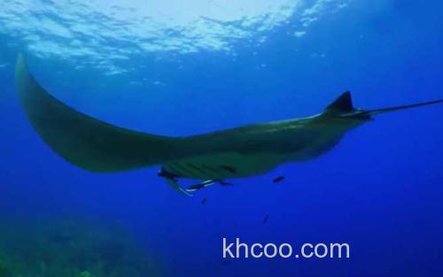 巨型蝠鲼_2