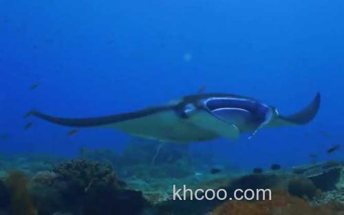 巨型蝠鲼_1