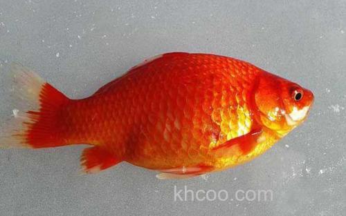 金鲫鱼_2