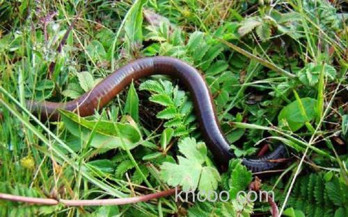 黑蚯蚓_4