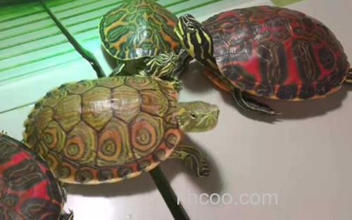 火焰龟_2