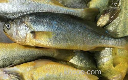 黄花鱼_2