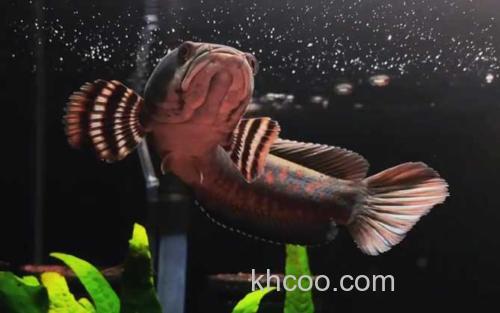 幻彩红宝石雷龙鱼_0