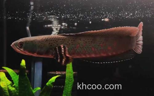 幻彩红宝石雷龙鱼_2