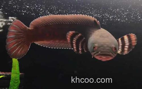 幻彩红宝石雷龙鱼_1