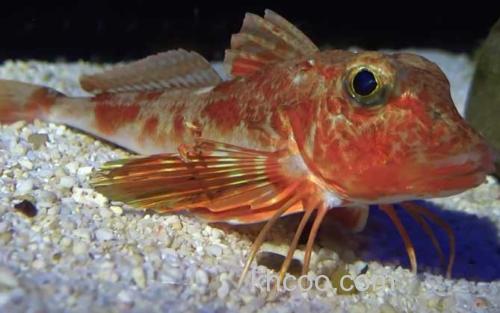 红头鱼_1