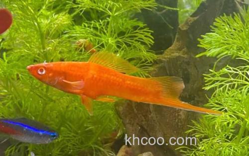 红剑鱼_0