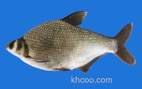 团头鲂_2