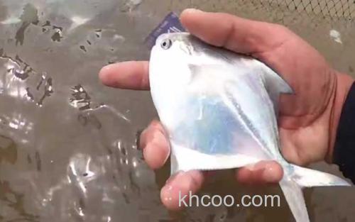 银鲳鱼_1