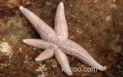 海星_1