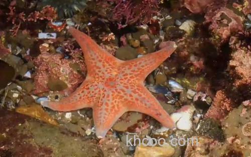 海星_0
