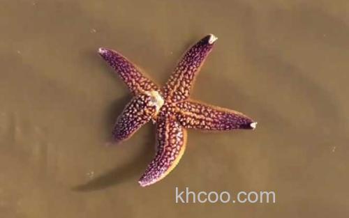 海星_2