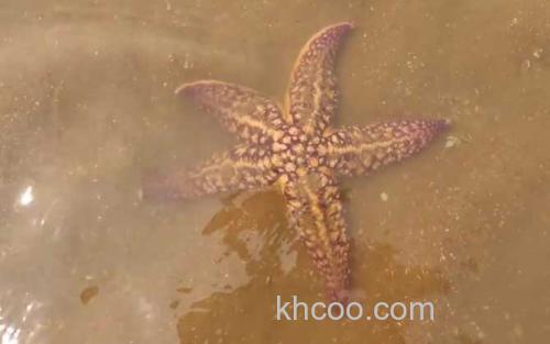 海星_2