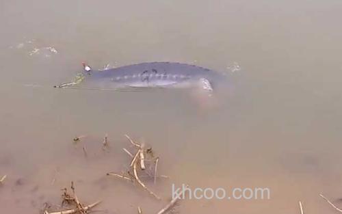 钓鲟鱼_3