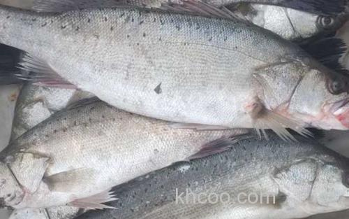海鲈鱼_0
