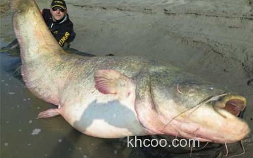 湄公河巨鲶_4