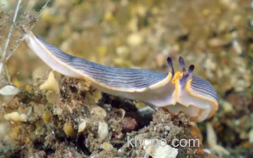 海蛞蝓_0