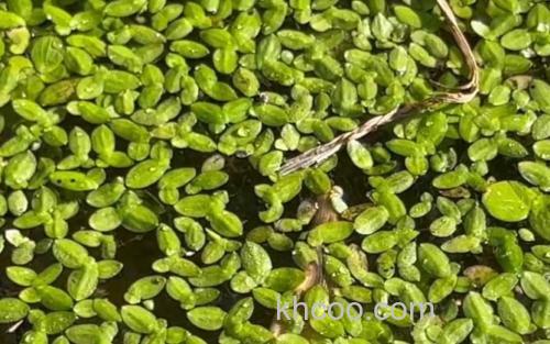 浮萍_0