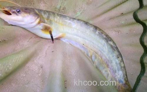 鲶鱼_3