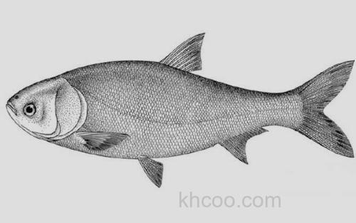 大鳞鲢_1