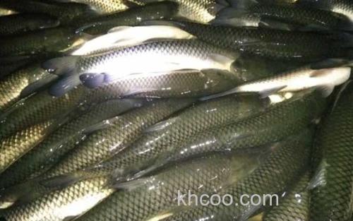 草鱼_5