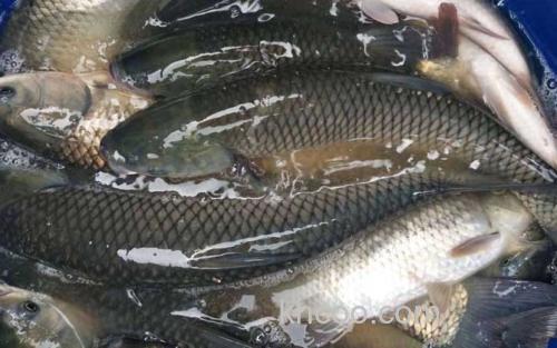 草鱼_3