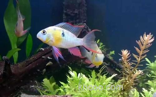 玻利维亚凤凰鱼_1