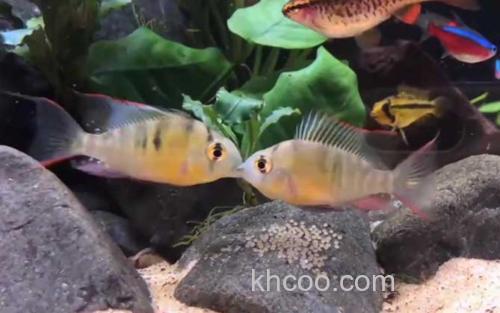 玻利维亚凤凰鱼_0