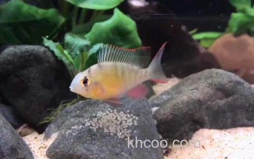 玻利维亚凤凰鱼_3
