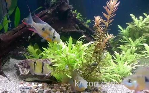 玻利维亚凤凰鱼_2