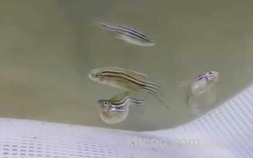 斑马鱼_1