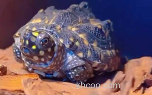 斑点池龟_0