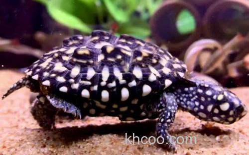 斑点池龟_1