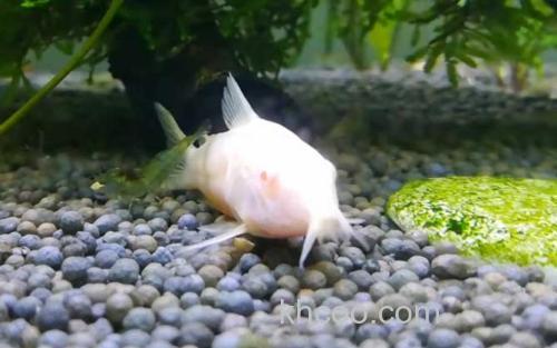 白鼠鱼_2
