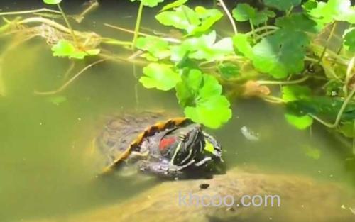 巴西红耳龟_1