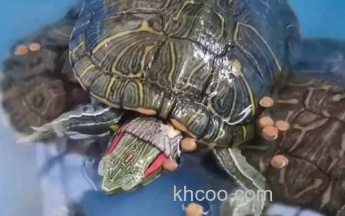 巴西龟_2