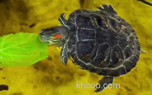 巴西龟_0