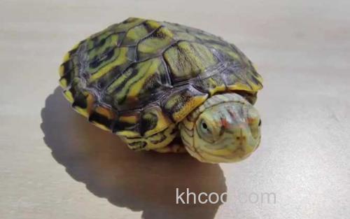 巴西龟_0