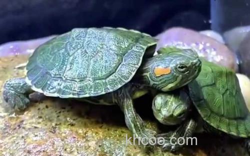 巴西龟_1
