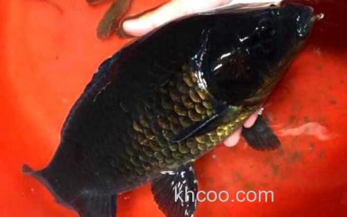 黑鲫_7